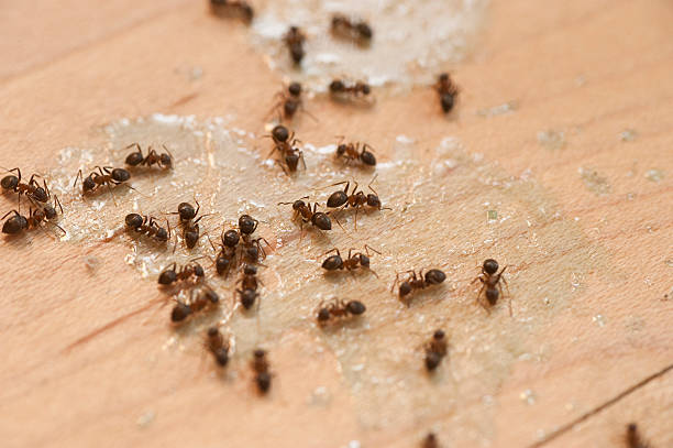 Columbia City, OR Pest Control Company