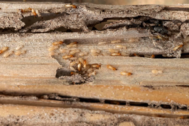 Best Local Pest Control Services  in Columbia City, OR
